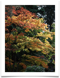 Tree in Autumn - Ann Tidswell